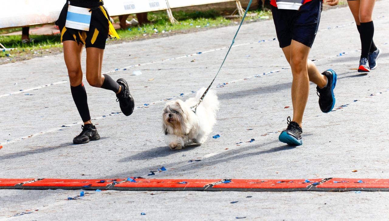 Corre por una buena causa: Asiste a la carrera Amar es Adoptar en CDMX