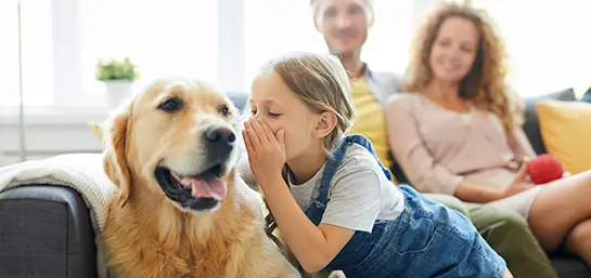 Cómo entender las emociones de tu perro: claves para una comunicación efectiva