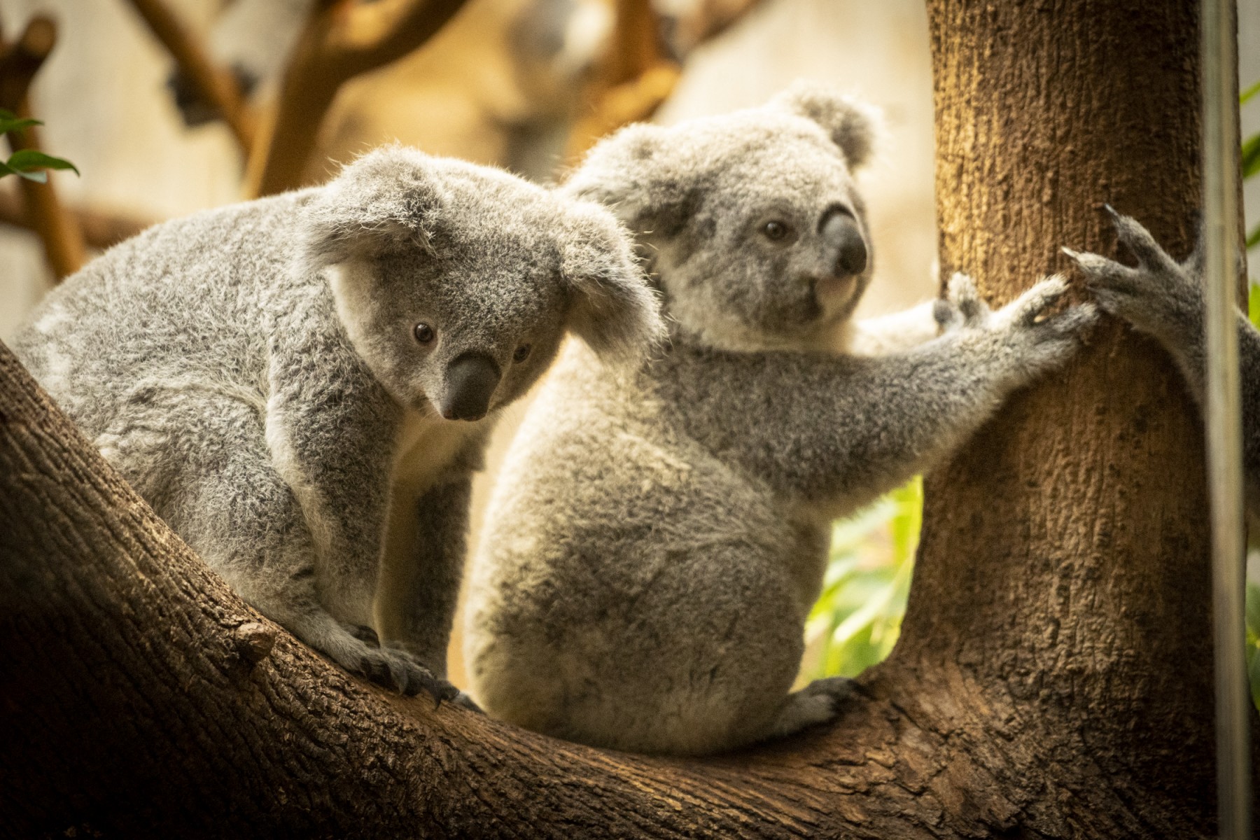 Polémica en Australia: sacrifican a cientos de koalas desde helicópteros tras incendios