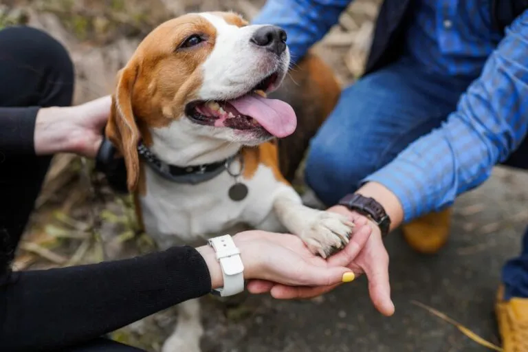 ¿Quién pasea a tu perro? Congreso CDMX promueve cultura de tutela responsable