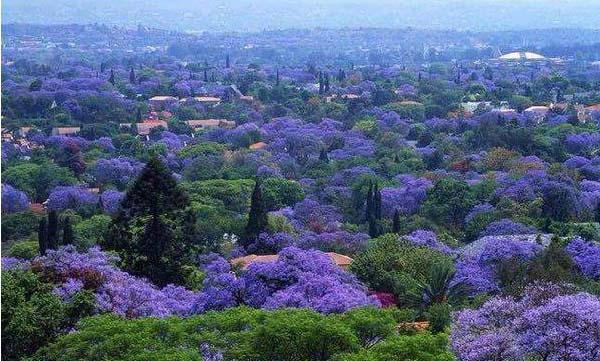 Árboles Milenarios en la CDMX: ¡Nomínalos y Protege su Legado Ambiental y Cultural!