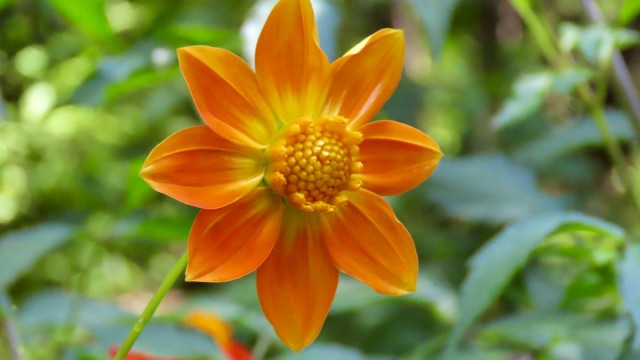 Conéctate con la naturaleza: Aprende sobre la dalia y su historia en un recorrido inolvidable
