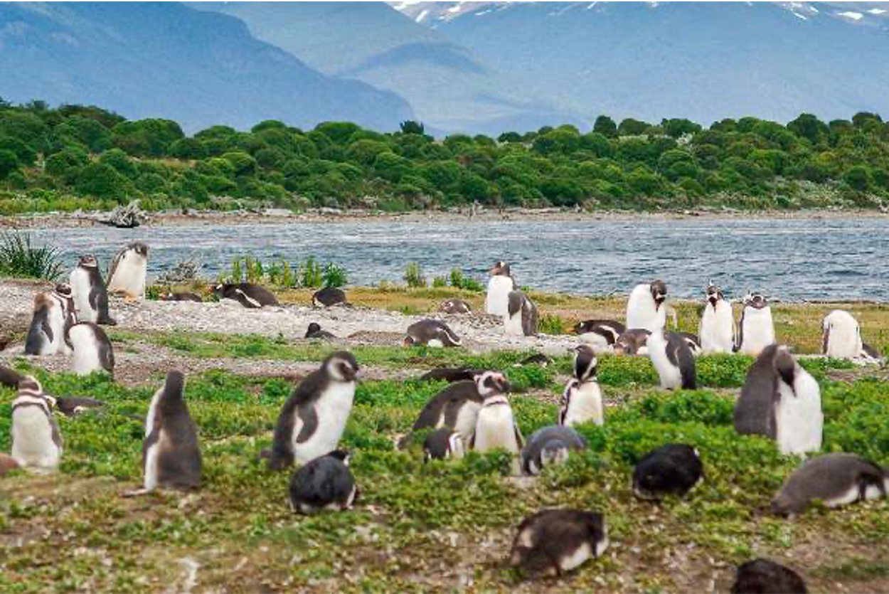 ¿Dónde ver pingüinos sin ir a la Antártida? 7 destinos únicos para encontrarlos en su hábitat natural
