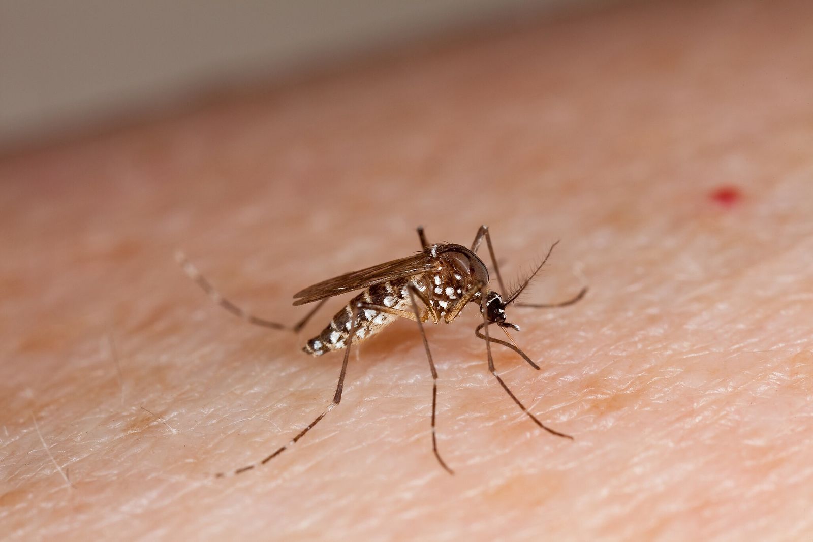 La amenaza silenciosa: mosquitos que matan y discapacitan