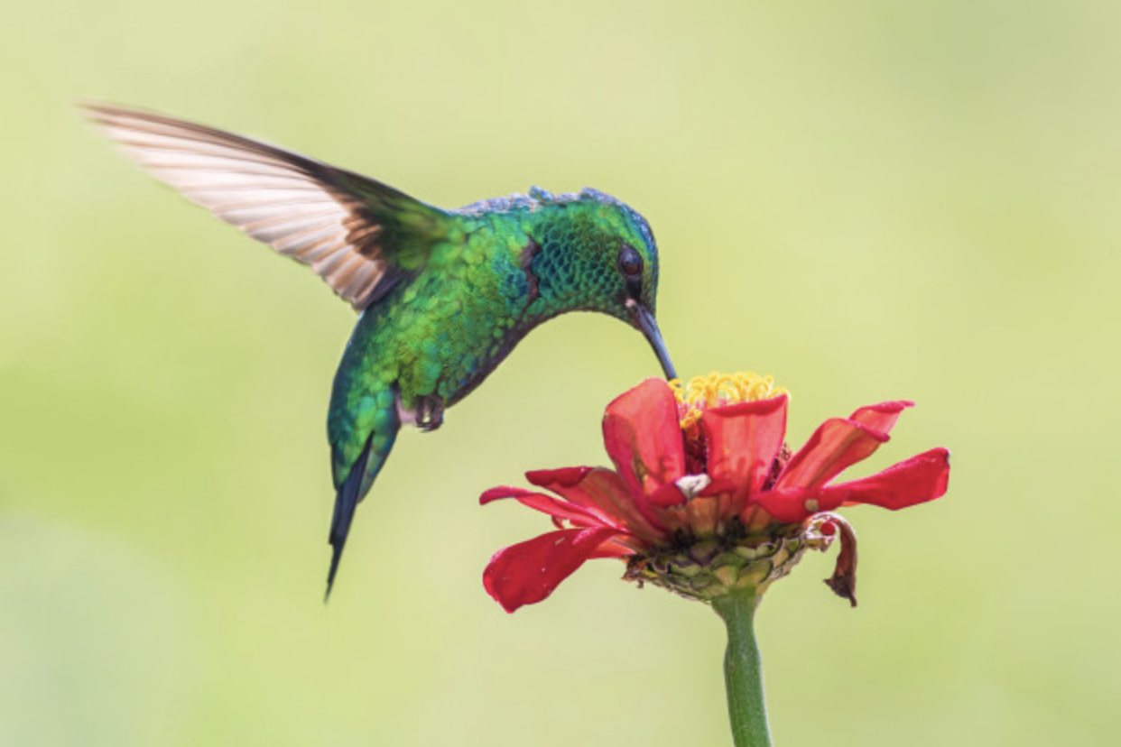 Las 3 plantas que debes tener en tu ventana para atraer colibríes todos los días