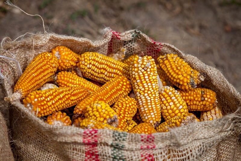 29 de septiembre, Día Nacional del Maíz: tradición, cultura y salud en un solo alimento