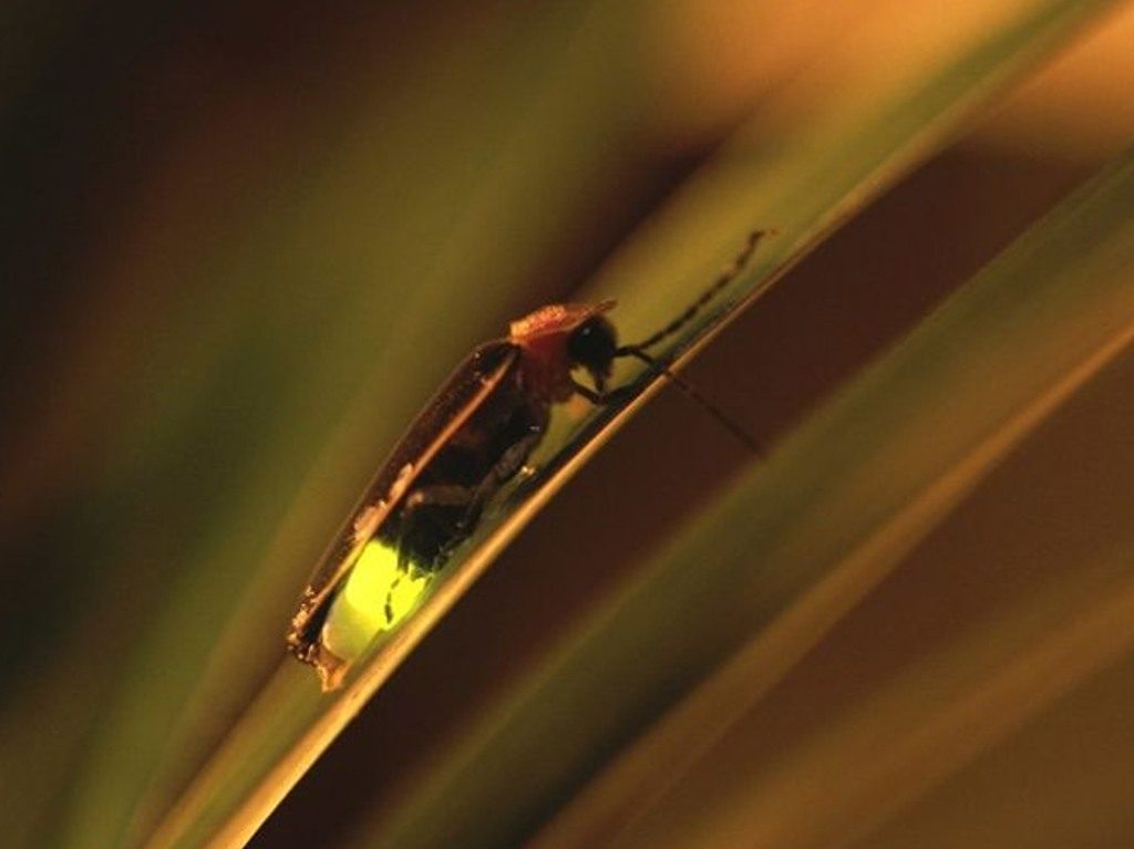 Un destello inesperado en Chapultepec: descubren nueva especie de luciérnaga en la CDMX