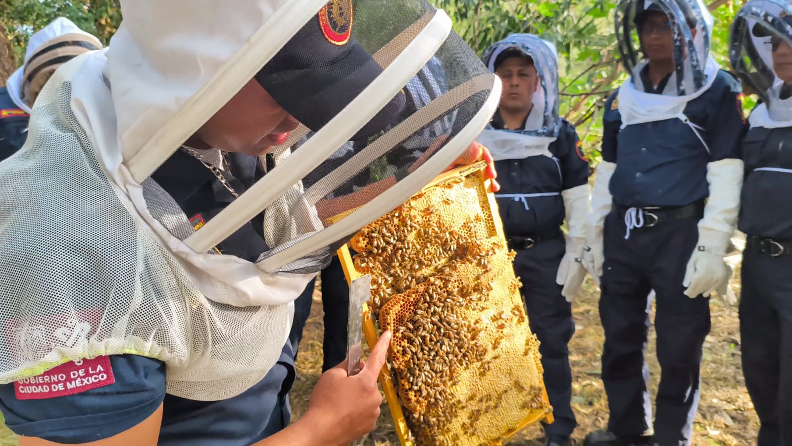 Héroes del fuego… y de la naturaleza: bomberos capitalinos se capacitan en rescate de abejas