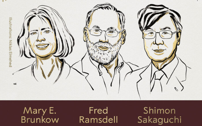 Tolerancia inmunológica periférica: el mecanismo que evita que el cuerpo se ataque a sí mismo