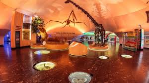 Una oda al colibrí: nueva exposición del MHNCA celebra su papel vital en la CDMX