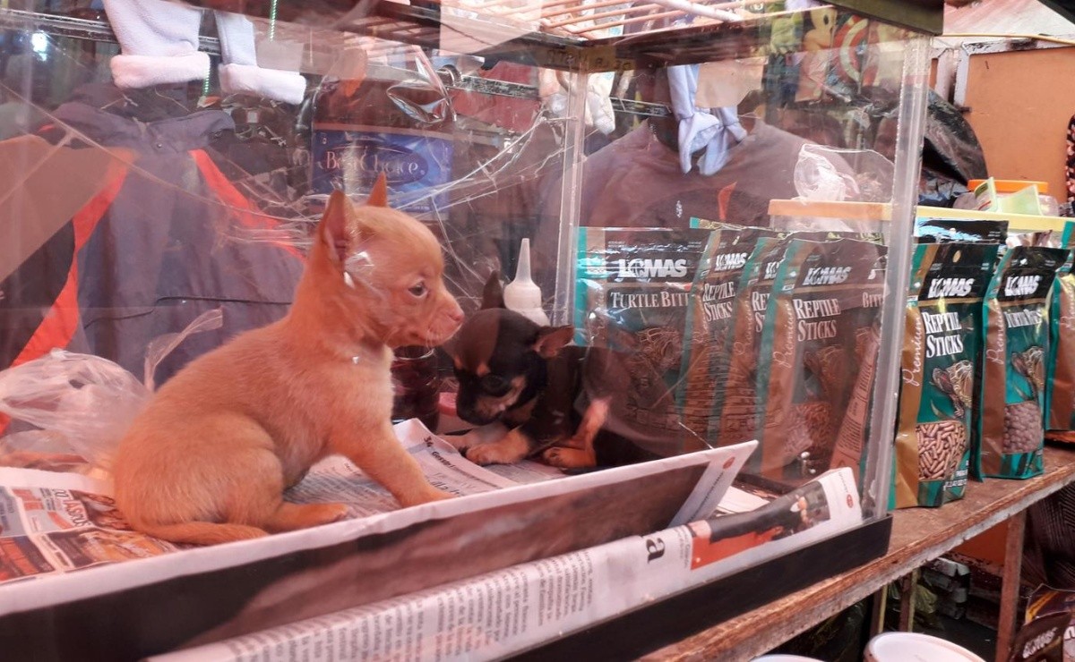 Hasta 339 mil pesos de multa por mostrar perros y gatos en venta en la capital