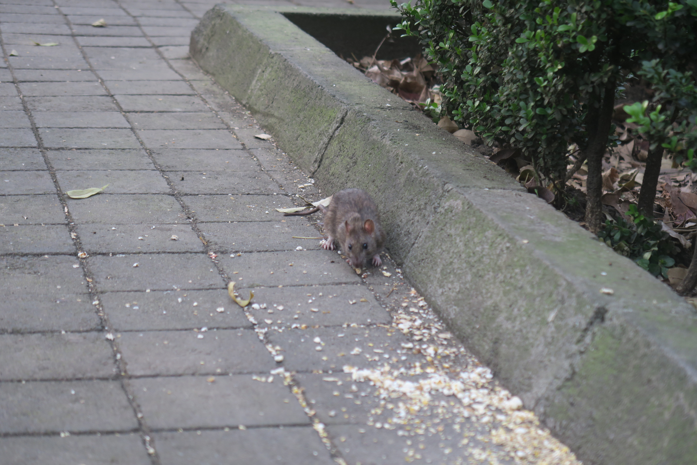 Riesgo sanitario en Reforma: ciudadanos reportan aumento de ratas en la vía pública