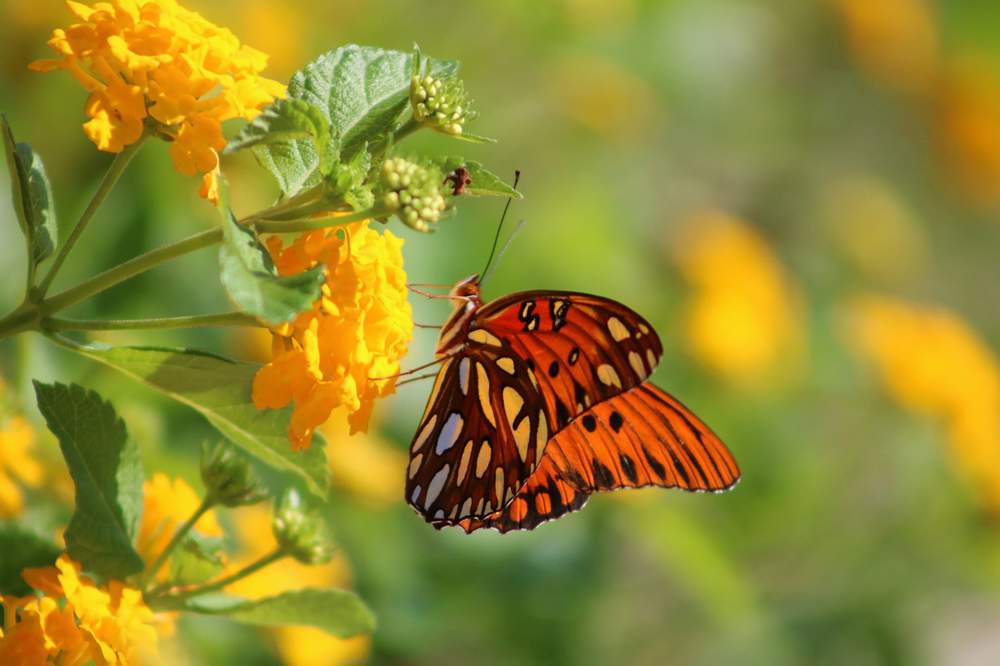 Lantana: la planta que transforma tu jardín en un paraíso de mariposas